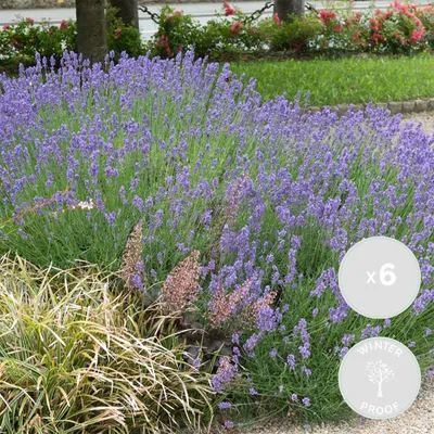Image de Bloomique - Lot de 6 - Lavandula Angustifolia 'Hidcote' - Lavande vraie - Plantes de lavande - Rustique - Hauteur 10-20 cm - Pot 9x9 cm