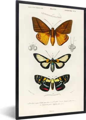Produktbild von MuchoWow® MuchoWow® Gerahmtes Poster Schmetterling - Vintage - Insekten 40x60 cm - Poster mit zchwarzem Bilderrahmen - Papierdruck - Wandbilder