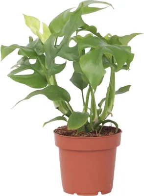 Zdjęcie produktu dla Rafidofora - Rhaphidophora tetrasperma - Wysokość 20-30cm - ⌀12cm