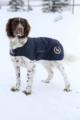Image de Back on Track Nights Collection Hundemantel