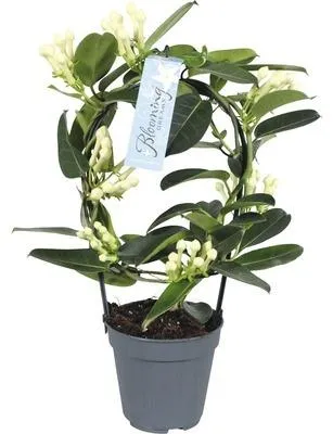 Productafbeelding van JUNAVERA Stephanotis floribunda rond opgebonden | geurige kamerplant en kuipplant | pot 12 cm | 45 cm hoog