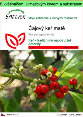 Obrázek produktu pro SAFLAX Garden to go - Čajový keř maté - Ilex paraguariensis - 10 Semena - S květináčem, klimatickou poklicí a pěstebním substrátem