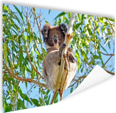 Produktbild von MuchoWow® Poster Koala - Luft - Kinder - Jungen - Mädchen 180x120 cm - Fotoplakat