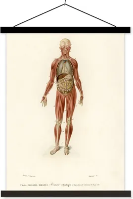 Produktbild von MuchoWow® Textilposter Anatomie - Körper - Mensch 120x160 cm mit schwarzem Rahmen - Magnetischer