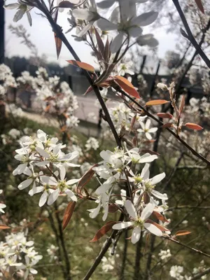 Obrázok produktu pre Amelanchier Lamarckii - Medená hruška 40 - 60 cm kontajner