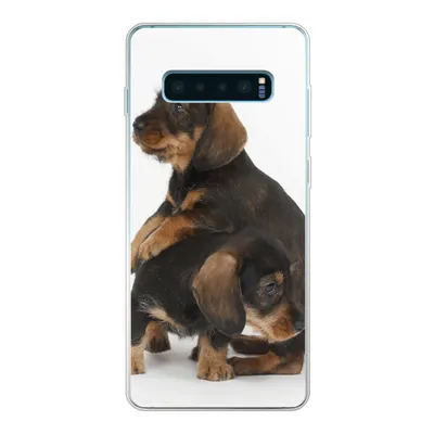 Produktbild von MuchoWow® Handyhülle Schutzhülle Hülle für Samsung Galaxy S10 Plus Studiofoto von zwei süßen Dackeln Silikon Softcase Handy Hülle - Schutzhülle