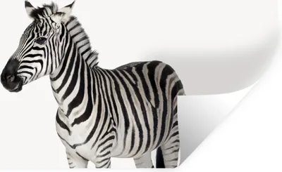 Produktbild von MuchoWow® Wandtattoo Wandsticker Wandaufkleber Zebra - Mädchen - Tiere - Kinder - Jungen 80x40 cm Selbstklebend und Repositionierbar - Aufkleber