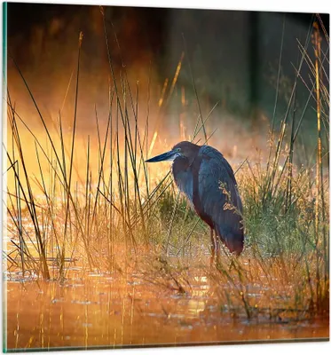 Produktbild von Bilder auf glas - Vogel Natur Wasser - 60x60cm - Glasbilder - Wandbilder - Kunstdruck - zum Aufhängen bereit - Wanddekoration aus Glas - Glas Bilder - Wandbild auf Glas - Einteilig - GAC60x60-3708