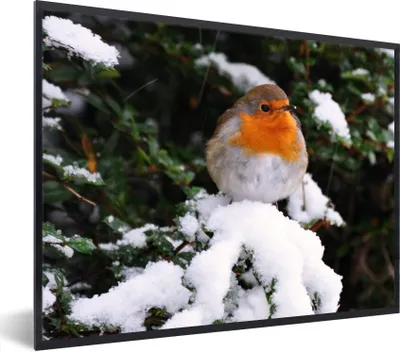 Produktbild von MuchoWow® Gerahmtes Poster Rotkehlchen - Baum - Schnee 40x30 cm - Poster mit Schwarzem Bilderrahmen Wandposter Rahmen Foto Bilder - Kunstposter - Wanddekorationen