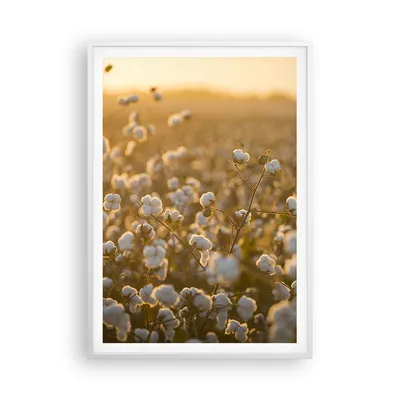 Produktbild von Gerahmtes Poster - Weißer Rahmen - Baumwolle Feld Acker - 70x100 cm - Wand Bild - Wanddeko - Wandbilder - Kunstposter - Wandposter - Bilderrahmen - Bilder - Kunstdruck - Wandbild - P2WPA70x100-4299