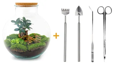Obrázek produktu pro Zahrada v láhvi „Bolder Bob“ – terárium pro rostliny k vlastnímu sestavení – 30 cm – včetně bonsaje fíkovníku – včetně hráběk, lopatky, pinzety a nůžek