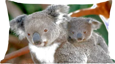 Produktbild von MuchoWow® Zierkissen Sofakissen Wohnzimmer Dekokissen 60x40 cm Koalas - Vater - Kind - Jungen - Mädchen - Kopfkissen - Polster mit Foto