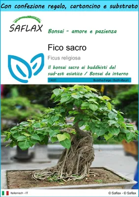 Immagine prodotto di SAFLAX Set regalo - Fico sacro - 100 semi - Ficus