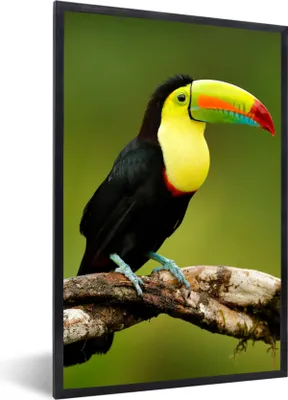 Produktbild von MuchoWow® Gerahmtes Poster Vogel - Tukan - Regenbogen - Grün - Zweig 20x30 cm - Poster mit Schwarzem Bilderrahmen Wandposter Rahmen Foto Bilder - Drucken - Bilder Poster im Rahmen
