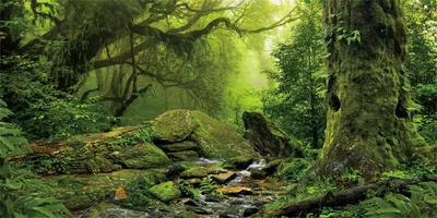 Image de Fond de terrarium de 120x50 cm,Reproduction tropical pour aquarium