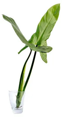 Obrázek produktu pro Gardners Philodendron Silver Queen - řízek k zakořenění