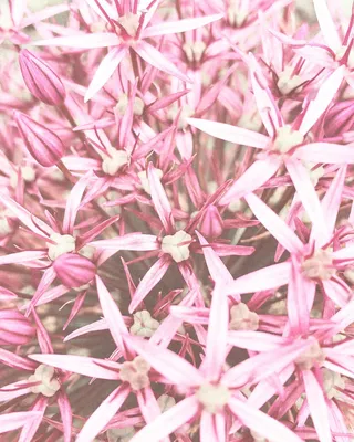Produktbild von Rasch Tapete 364132 - Fototapete auf Vlies mit Blumen in Rosa aus der Kollektion