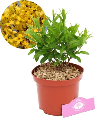 Image de Forsythia intermedia 'Flojor' Minigold Arbuste d'ornement, pot de 2 litres