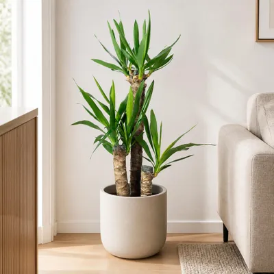 Produktbild von Palmlilie 3-stämmig - pflegeleichte Zimmerpflanze, Yucca Elephantipes Palme 60/30/20 - Höhe ca. 95 cm, Topf-Ø 21 cm