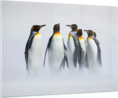 Produktbild von Bilder auf glas - Pinguine Winter Schnee Spaziergang - 100x70cm - Glasbilder - Wandbilder - Kunstdruck - Wanddekoration aus Glas - Glas Bilder - Wandbild auf Glas - GAA100x70-2893