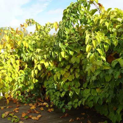 Immagine prodotto di Actinidia Weiki agrifoglio maschio impollinatore 2L