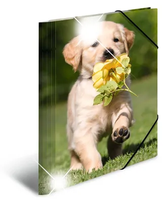 Produktbild von HERMA Sammelmappe A4 Hunde, Kinder Eckspanner-Mappe aus Kunststoff mit Tier Moti
