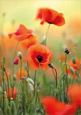 Produktbild von Wallario Poster - Mohnblumenblüten, Kunstdruck Größe: 70 x 100 cm