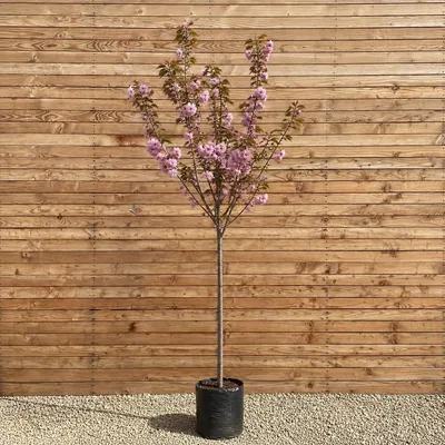 Produktbild von Japanische Blütenkirsche Kanzan 200-250 cm, Stammumfang 8-10 cm - Prunus serrulata Hochstamm