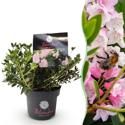 Produktbild von Zwerg-Rhododendron - Rhododendron Bloombux Hellrosa - Blühender Buchsbaum - Pflegeleicht - Hellrosa Blüte - 30-40cm - Ø17cm - Gartenpflanze