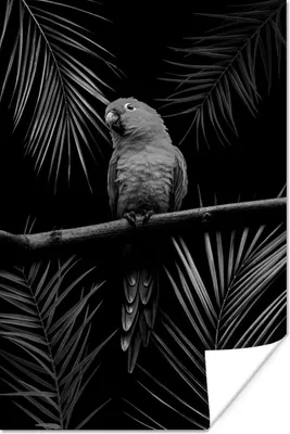 Produktbild von MuchoWow® Poster Vogel auf schwarzem Hintergrund - schwarz und weiß 120x180 cm - Kunstposter