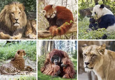 Produktbild von 3 D Ansichtskarte Wildtiere, Postkarte Wackelkarte Hologrammkarte Tiere Tier