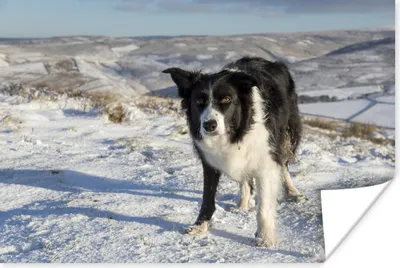 Produktbild von MuchoWow® Poster Ein Border Collie in den Schneehügeln 30x20 cm - Plakate - Print
