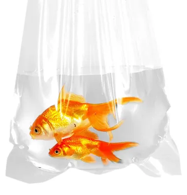 Fischtransportbeutel 25,4x61 cm, leckdicht, 25 Stück