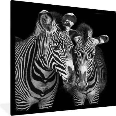 Produktbild von MuchoWow® Gerahmtes Poster Tierprofil Zebras in Schwarz und Weiß 40x40 cm - Poster mit Schwarzem Bilderrahmen Wandposter Rahmen Foto Bilder - Mit Rahmen - Wanddekoration Schlafzimmer