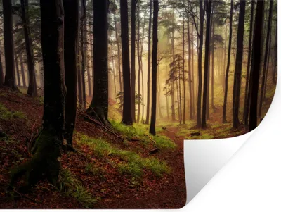 Produktbild von MuchoWow® Wandtattoo Wandsticker Wandaufkleber Bäume - Natur - Wald 160x120 cm Selbstklebend und Repositionierbar - Selbstklebend - Fototapeten