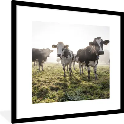 Produktbild von MuchoWow® Gerahmtes Poster Kühe - Gras - Nebel 40x40 cm - Poster mit Schwarzem Bilderrahmen Wandposter Rahmen Foto Bilder - Poster - Plakat im Rahmen