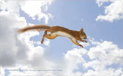 Produktbild von Frühstücksbrettchen Eichhörnchen Höhenflug Frühstücksbrett Schneidebrettchen Brett