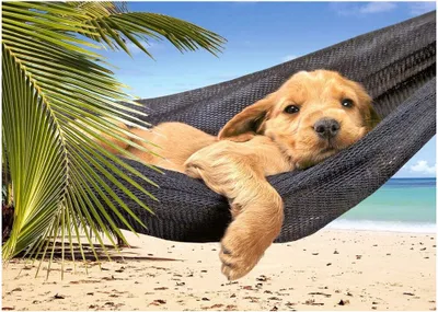Image de CASTORLAND Puzzle Rest (Chiot dans le hamac) 500 pièces
