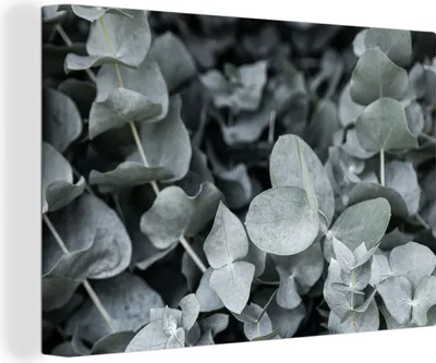 Produktbild von MuchoWow® - Leinwandbilder - Natur - Pflanzen - Eukalyptus - Blätter, Wandbild, Wanddeko Bilder Wohnzimmer, 120x80 cm
