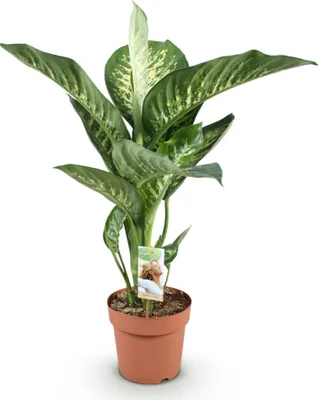 Obrázok produktu pre Dieffenbachia Tropic Snow - 21cm - výška 90 - 100cm - nenárocná izbová rastlina