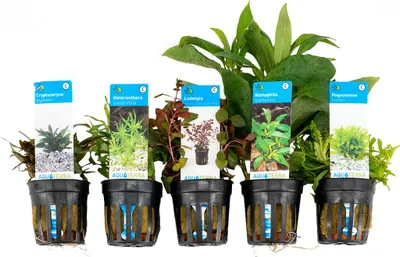 Image de Bloomique - Set de 5 - Plantes d'aquarium véritables - Plantes aquatiques - Purifiantes - Oxygène - Pogostemon, Hétéranthère, Cryptocoryne, Grand amie de l'eau, Ludwigia - Hauteur 15-20 cm