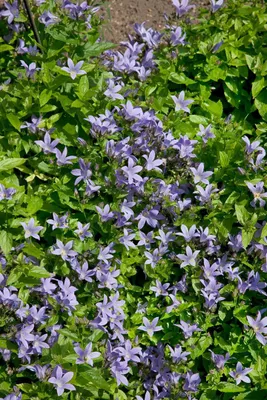 Produktbild von Campanula lactiflora 'Pouffe', Glockenblume, ca. 9x9 cm Topf