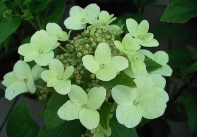 Produktbild von Zwerg Rispenhortensie Dart's Little Dot - Hydrangea paniculata Dart's Little Dot - Darlido