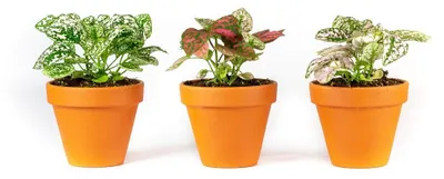 Produktbild von Gardners Hypoestes-Mischung, Durchmesser 8,5 cm