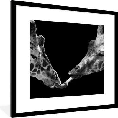 Produktbild von MuchoWow® Gerahmtes Poster Tiere - Schwarz - Giraffe - Weiß - Porträt 40x40 cm - Poster mit Schwarzem Bilderrahmen Wandposter Rahmen Foto Bilder - Poster - Plakat im Rahmen