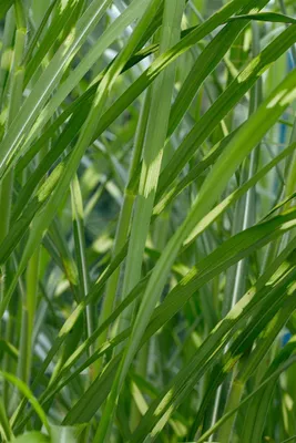 Produktbild von Miscanthus sinensis 'Giraffe', Chinaschilf, auffällig gestreift, 3-5 L Container