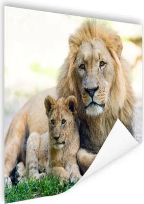 Produktbild von MuchoWow® Poster Löwe - Jungtier - Porträt 40x30 cm - Plakate für die Wände - Poster Wohnzimmer