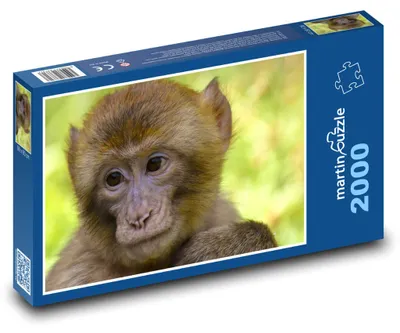 Zdjęcie produktu dla martinpuzzle - Puzzle 2000 - Makak w zoo