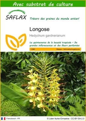 Image de SAFLAX  - Longose - 10 graines - Avec substrat - Hedychum