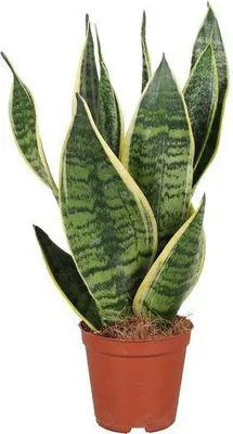Immagine prodotto di Sansevieria trifasciata Futura Superba (lingua della suocera) Ø 12 cm, 40 cm